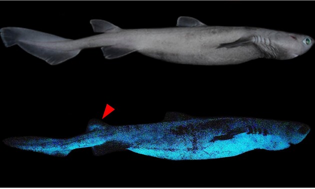 Ученые открыли самую большую светящуюся акулу