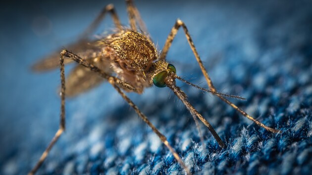 Инвазивные комары могут разрушить прогресс в борьбе с малярией в Африке