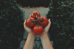 Ученые отредактировали ДНК помидоров, чтобы те потребляли меньше воды во время роста