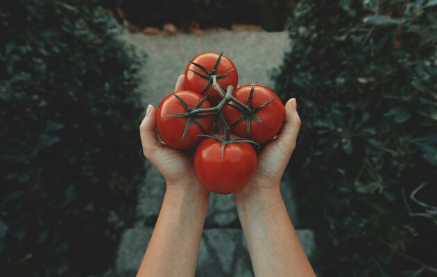 Ученые отредактировали ДНК помидоров, чтобы те потребляли меньше воды во время роста